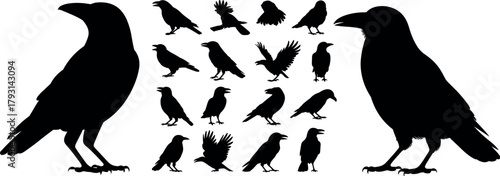 Bird silhouettes vector set, flying birds clipart, eagle crow raven icons, nature wildlife, animal collection, isolated black silhouettes, graphic design elements