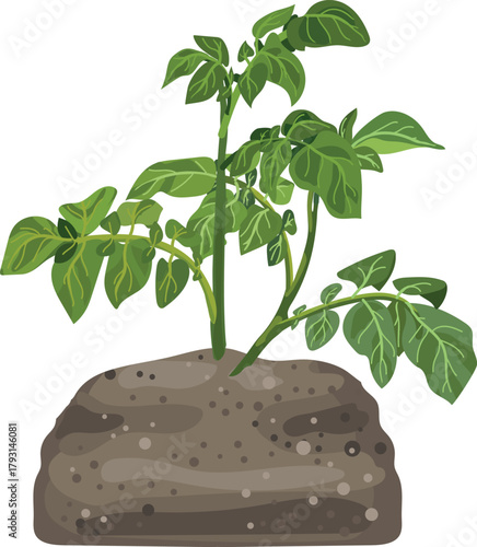 Potato plant isolated on white background	