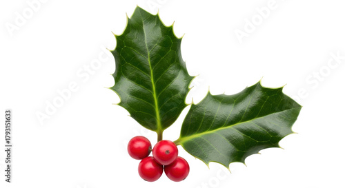 Isolated Christmas Holly Berries and Leaves Holiday Ornament Festive Winter Season