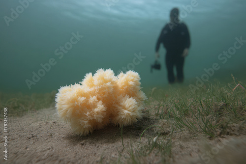 underwater drone delves into depths of ocean closely observing rare marine creatures