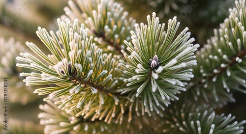 Classic clClassic close up of pine branches with gentle frost and warm natural lightingose up of pine branches with gentle frost and warm natural lighting