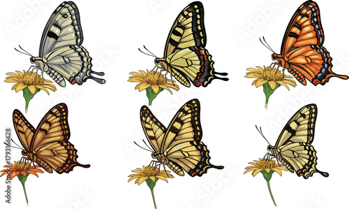 Colorful butterflies on yellow flowers, detailed nature illustration, beautiful insect artwork, floral garden art, natural wildlife drawing for decoration