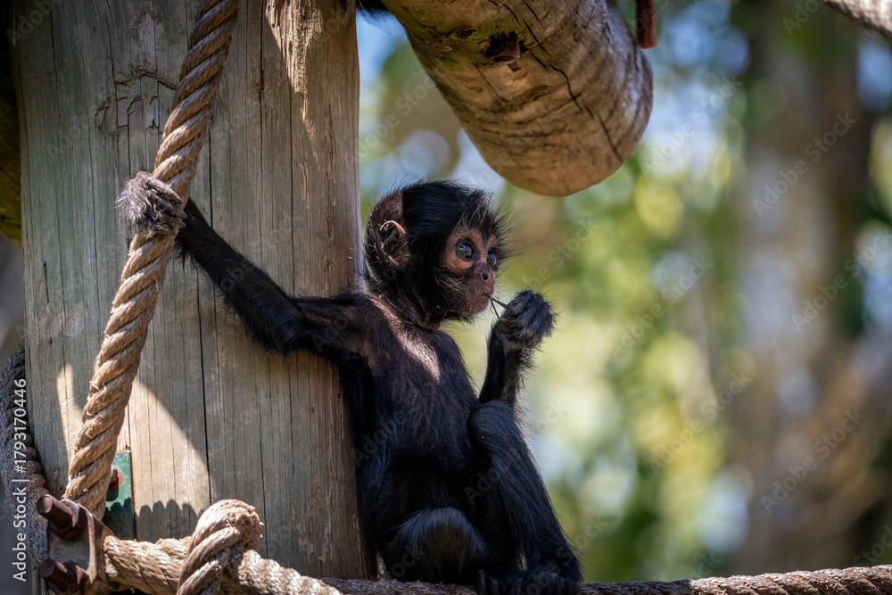 Ταπετσαρία baby monkey at the zoo