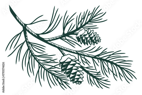 Pine Branch With Cones And Needles pinecone