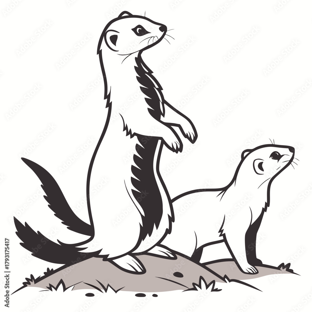 Fototapeta premium Two Ferrets Standing on Ground animal wildlife