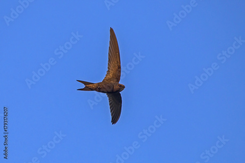 Canvastavla Black swift flying on the blue sky