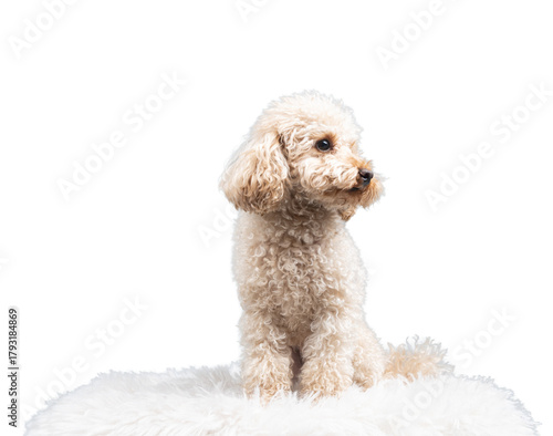 White miniature poodle isolated on transparent background. Studio shot of a dog. Maltipoo