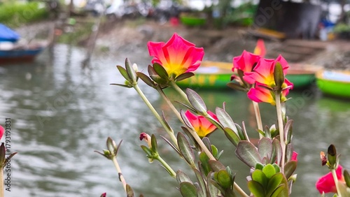 pink tulips in spring