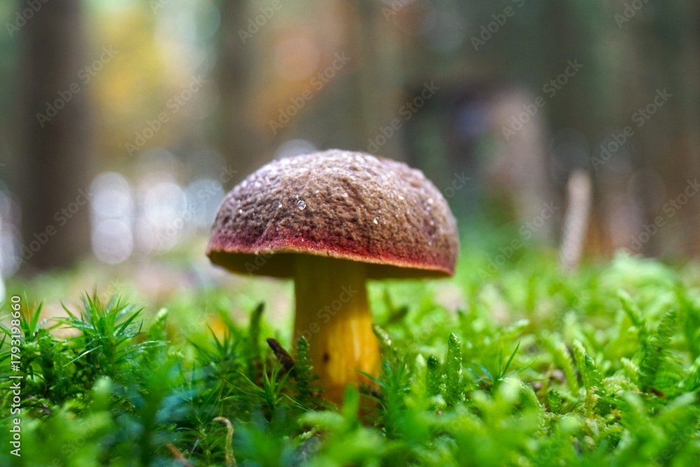 Fototapeta premium mushroom in the forest
