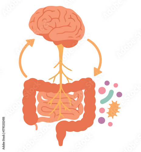 The gut-brain axis demonstrates the bidirectional communication between the digestive system and the brain.