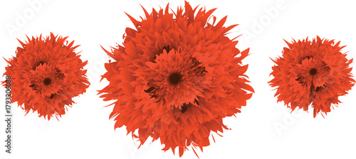 heart made of red and yellow flowers