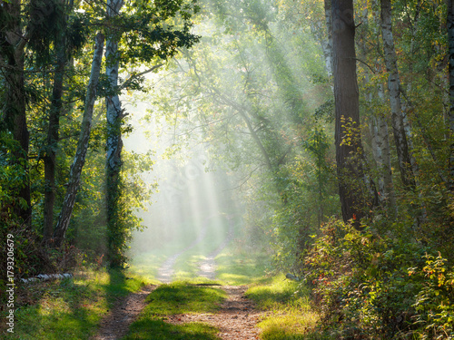 Footpath through Forest with Sunbeams and Morning Fog in Early Autumn
