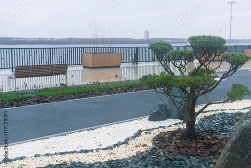 Bonsai tree on the embankment