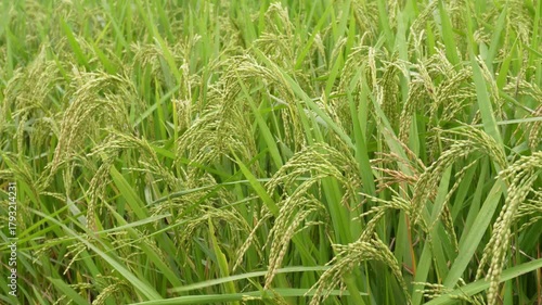 Mature green rice crop with heavy panicles bending in paddy field before harvest