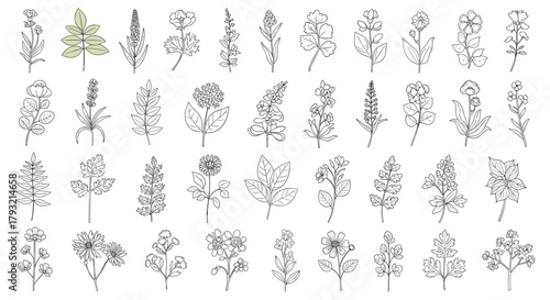 Collection of hand drawn botanical illustrations of deciduous trees and foliage.