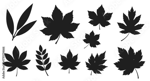 A collection of various leaf silhouettes representing diverse natural foliage shapes for design and illustration purposes.