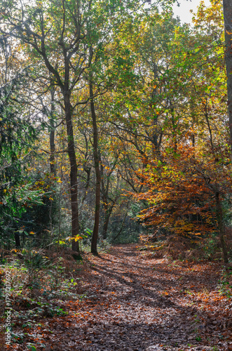 Petts Woods in the Autumn in south-east London, England

