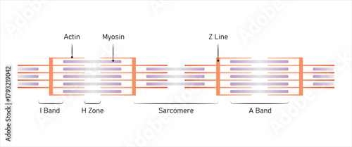 Muscular Sarcomere Structure Science Design. Vector Illustration.
