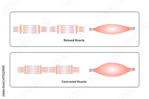 Relaxed and Contracted Muscular Sarcomere Science Design. Vector Illustration.