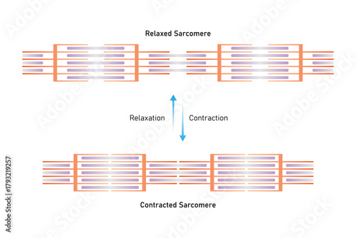 Relaxed and Contracted Muscular Sarcomere Science Design. Vector Illustration.