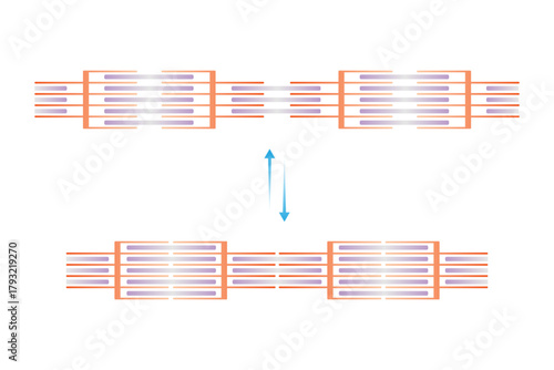 Relaxed and Contracted Muscular Sarcomere Science Design. Vector Illustration.