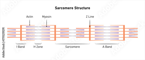 Muscular Sarcomere Structure Science Design. Vector Illustration.