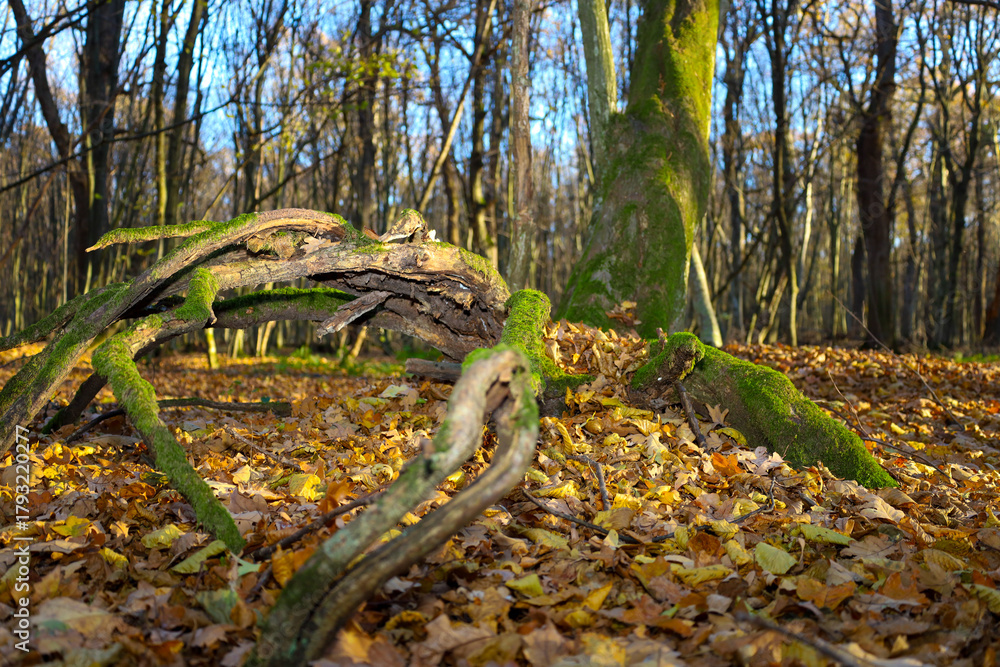 Obraz premium ​This low-angle forest shot features old moss-covered roots in the foreground, surrounded by a carpet of autumnal leaves in golden and brown hues. 