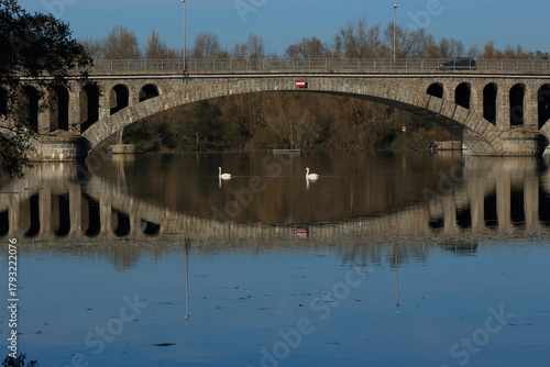 les cygnes sous le pont