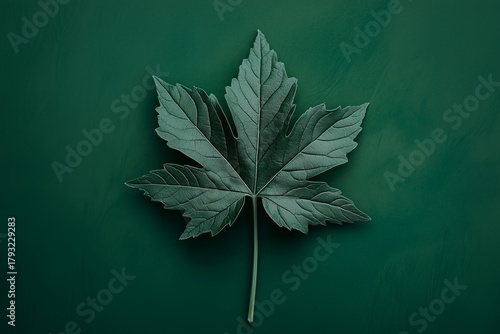 Single dark green leaf on a dark green background