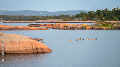 Canada Geese Swim Amongst the Smooth Granite Rocks of Georgian Bay