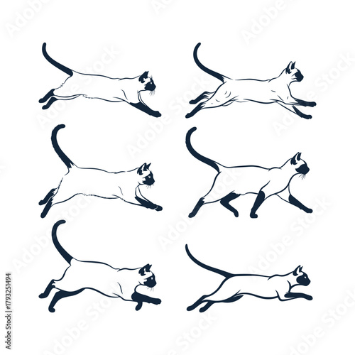 Siamese cats in running, jumping and walking poses, vector illustration, Pet cat Lover.
