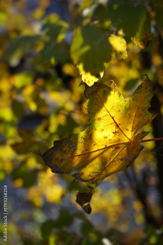 Obraz premium Yellow maple leaf illuminated by sunlight. Autumn yellow background