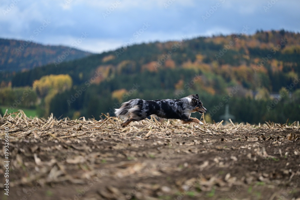 Fototapeta premium Schöner großer Hund läuft bei stürmischen Wetter frei über ein abgeerntetes Feld
