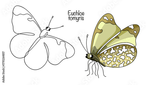 Euchloe tomyris