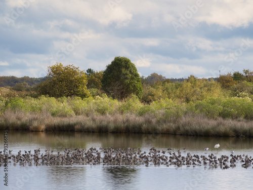 Tranquil Wetlands at Le Teich Bird Reserve, Arcachon, France