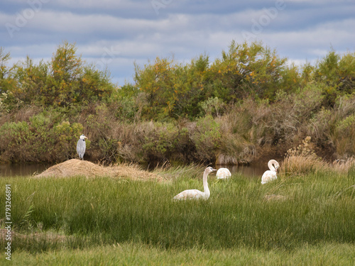 Graceful Swans and Heron in the Marshlands of Le Teich, Arcachon, France