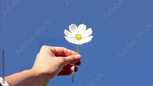 White daisies under blue sky