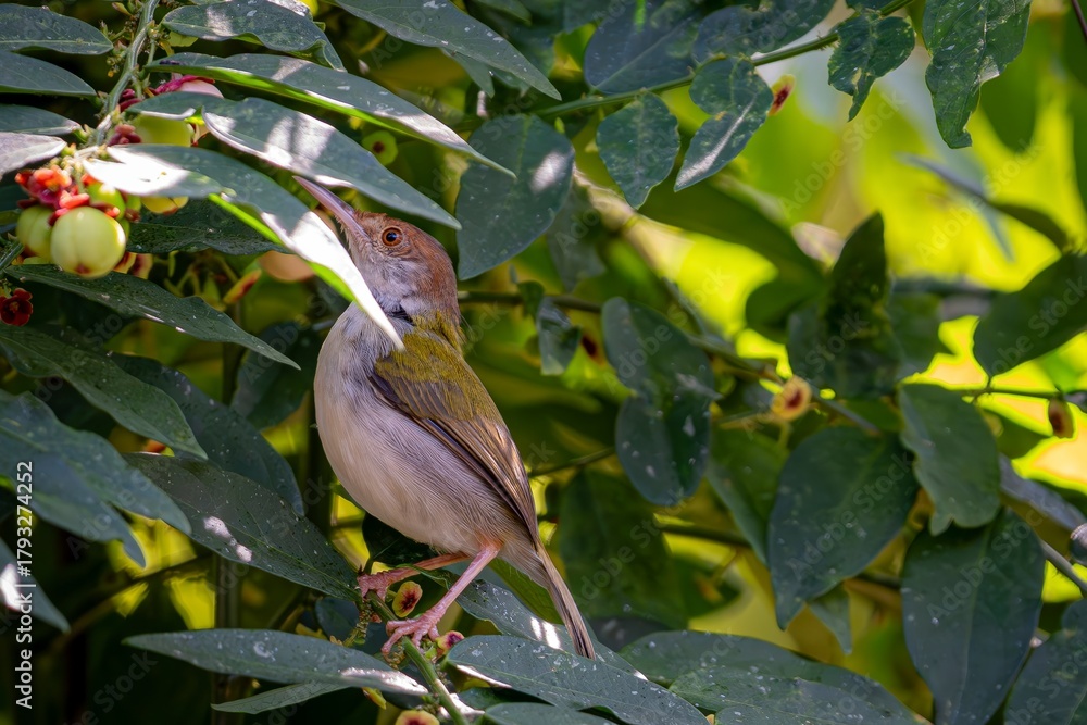 Obraz premium Common Tailorbird Perched Among Vibrant Green Foliage and Berries in a Tropical Forest