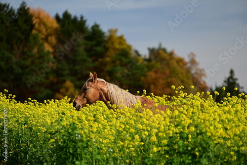 Palomino lugt aus Feld mit gelben Blüten