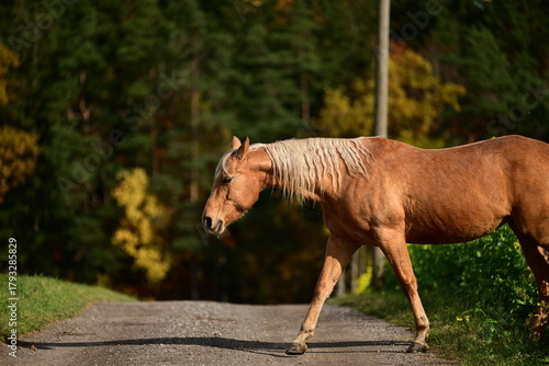 Frei laufendes Pferd überquert eine Schotterstraße