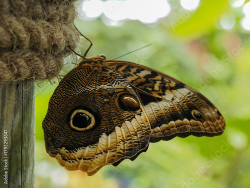 Photos Un detallado retrato vertical y de cerca de una Mariposa Búho (Caligo eurilochus) posada sobre la vegetación