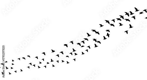 Seagulls Flying in Formation on White Sky

