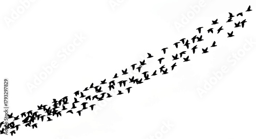 Flock of Birds Flying in Formation Against White Sky

