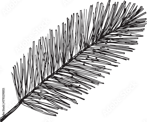 Hand-drawn black ink sketch of a fir tree branch with sparse needles and small dots on a white background