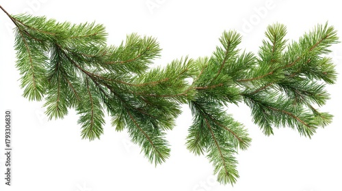 a natural green pine tree branch garland ideal for christmas and winter decorations isolated on a transparent background