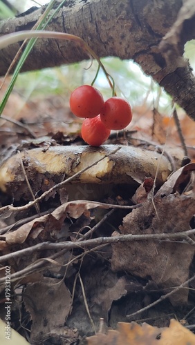 lily of the valley fruits in the forest