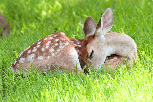 fawn sleeping in the grass