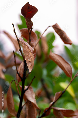Wallpaper Mural Raindrop-kissed brown leaves gently glowing against a soft green backdrop in Belgrade, capturing a warm and tender moment of nature’s quiet autumn calm. Torontodigital.ca