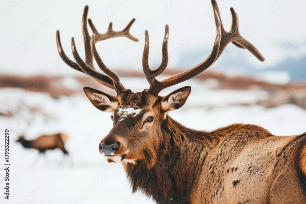 Obraz premium Antlers wildlife animal mammal.