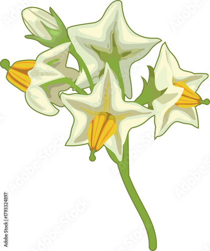 Potato inflorescence with white flowers isolated on white background